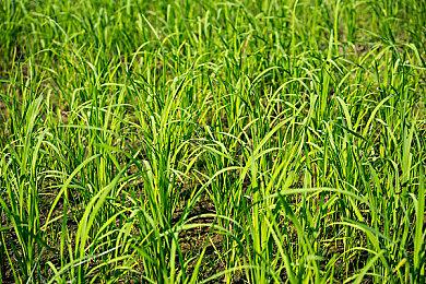 视频：用Steam Deck上手游玩《鬼泣5》